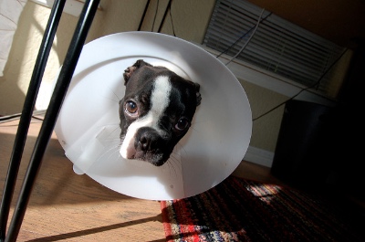 Photo of small bulldog with only its head visible in a large, plastic cone.