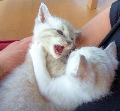 Photo of two white kittens snarling at each other in someone's arms.