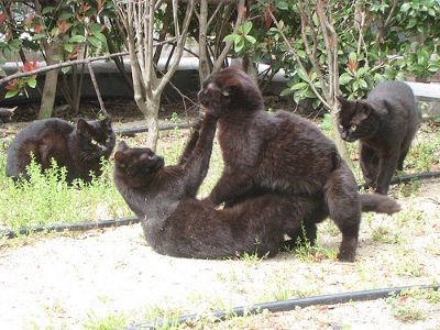Two black cats fight outside, one lying on its back on the ground boxing the other's cheeks. Two more black cats look on from nearby.
