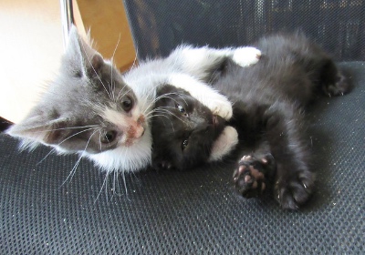 Photo of a gray and white kitten with a black kitten in an ineffective choke hold.