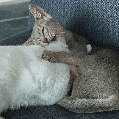 Photo of a young gray cat trying to chew on the ear of an older white cat.