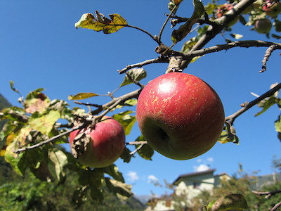 Photo of two reddish apples on a branch against a blue sky.