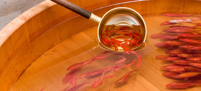3D-goldfish-paintings-riusuke-fukahori-thumb640