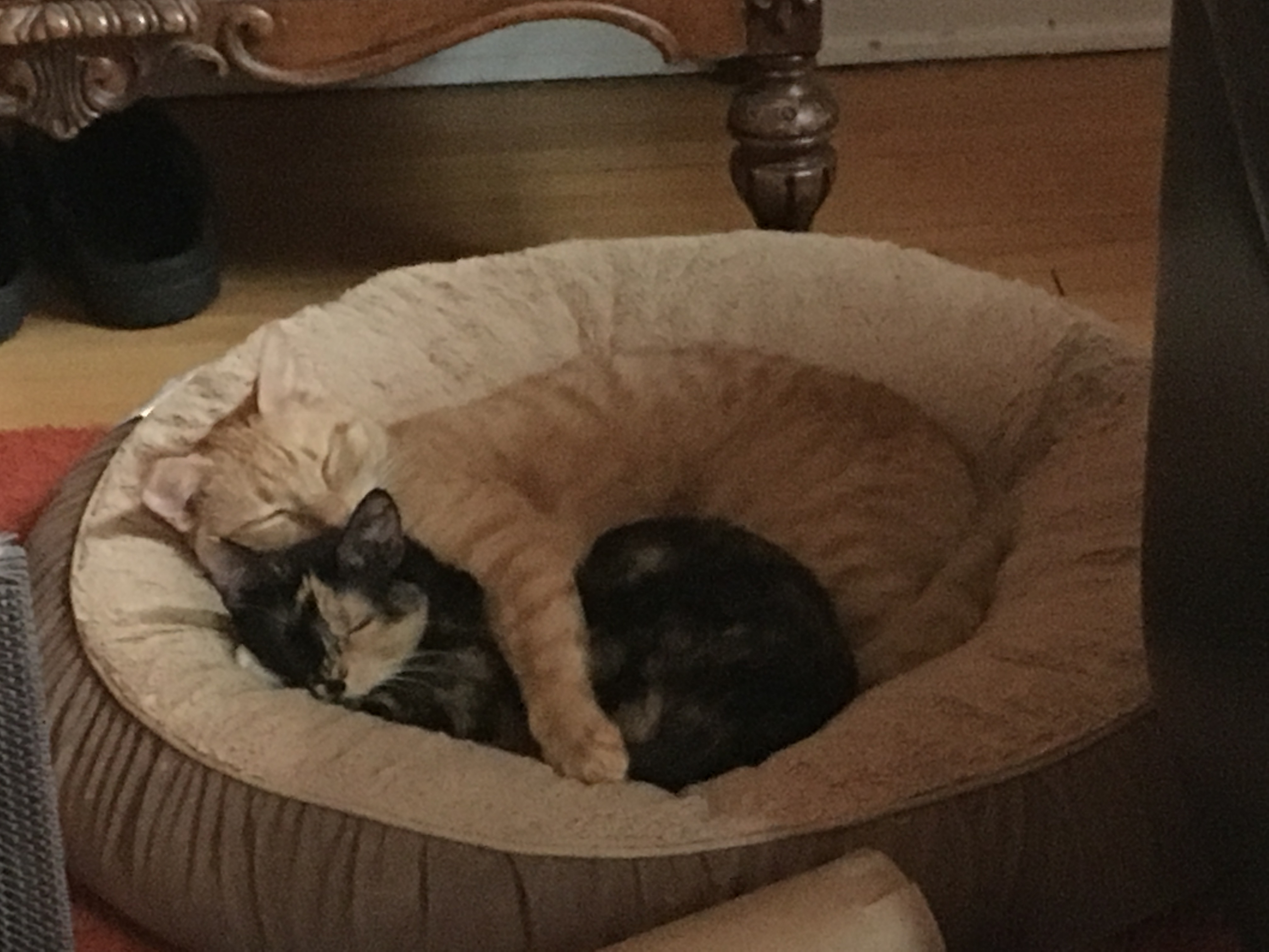 two cats sleeping on a cat bed - a tabby cat is curled around and hugging a smaller tortoise shell patterned cat.