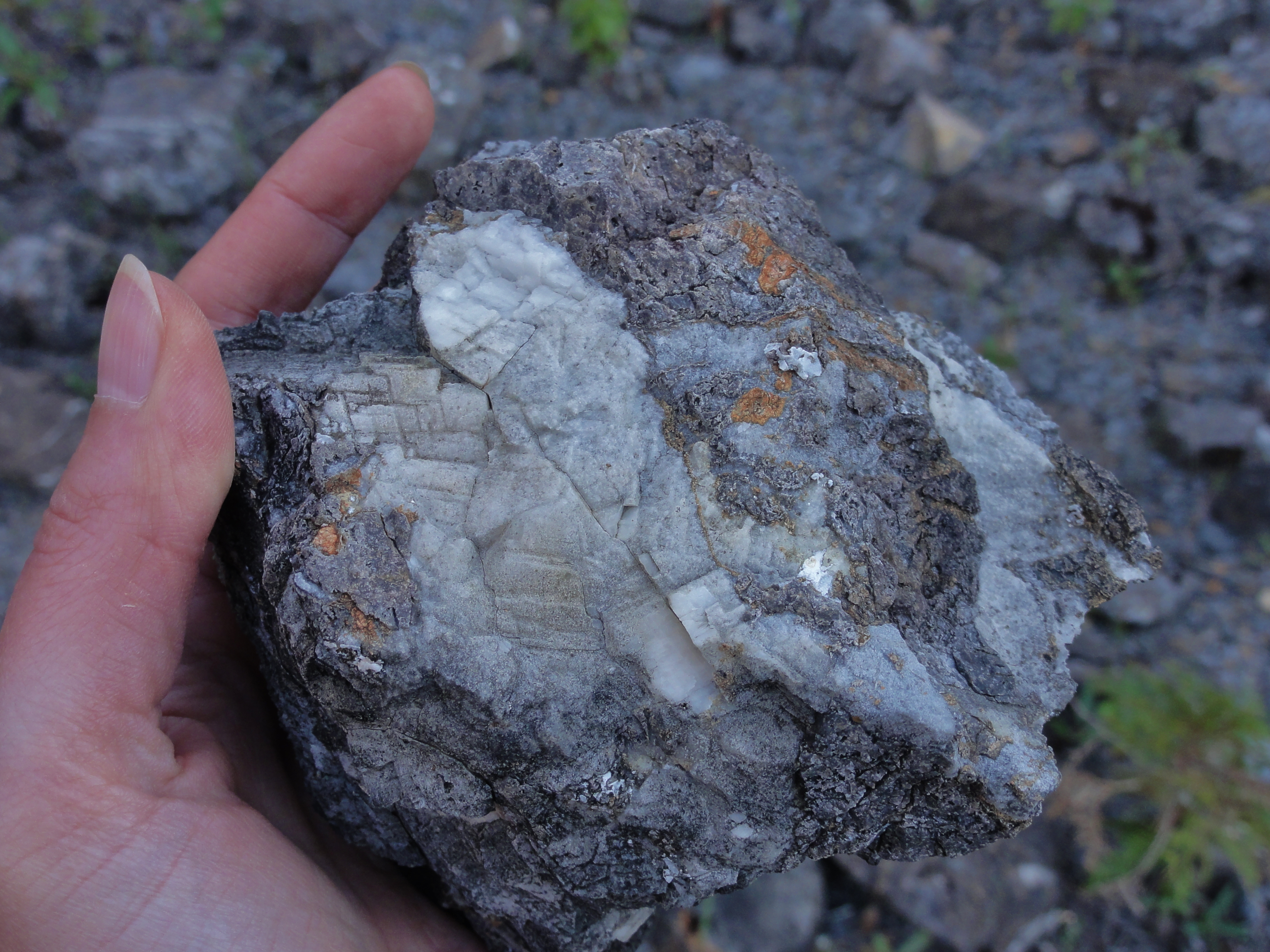 Calcite crystals in limestone. Hand sample from quarry in Concrete, WA.