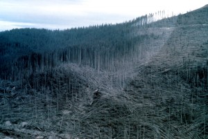 Image shows a forested hillside. To the right and along the bottom of the photo, trees are stripped of their branches and downed. A sharp line exists between those downed trees and the standing forest. The trees along that line are singed and dead. Beyond are healthy green trees, albeit dusted with ash.
