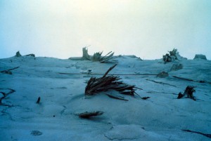 Image shows shorn, splintered stumps on an ash-covered hilltop.