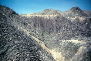 Image is looking into a ravine surrounded by mountains. In the foreground, the trees have almost all been downed. Further back, there is a patch of standing forest in a hollow. Some of them still have limbs, but all of the greenery has been burnt and singed. The top of the mountains beyond are shorn of trees.