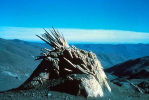Image shows a splintered stump, with the splinters angled off to the left. In the distance, bare ridges are visible.