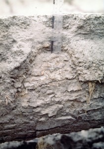 Image shows a downed log covered in blast deposits. The log still has its bark, and has apparently fallen across something else, because there's a gap beneath it. The deposits are piled deep on top and cling to the sides. Some of them have been scraped away, and there is a ruler standing atop the log, measuring the depth. It is a six-inch ruler: the deposits of gray ash and small stones is about four inches deep.