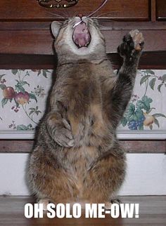 Image shows a brownish-gray kitty standing on its hind legs, one forepaw raised, and its mouth wide open. Caption says, "Oh solo me-ow!"