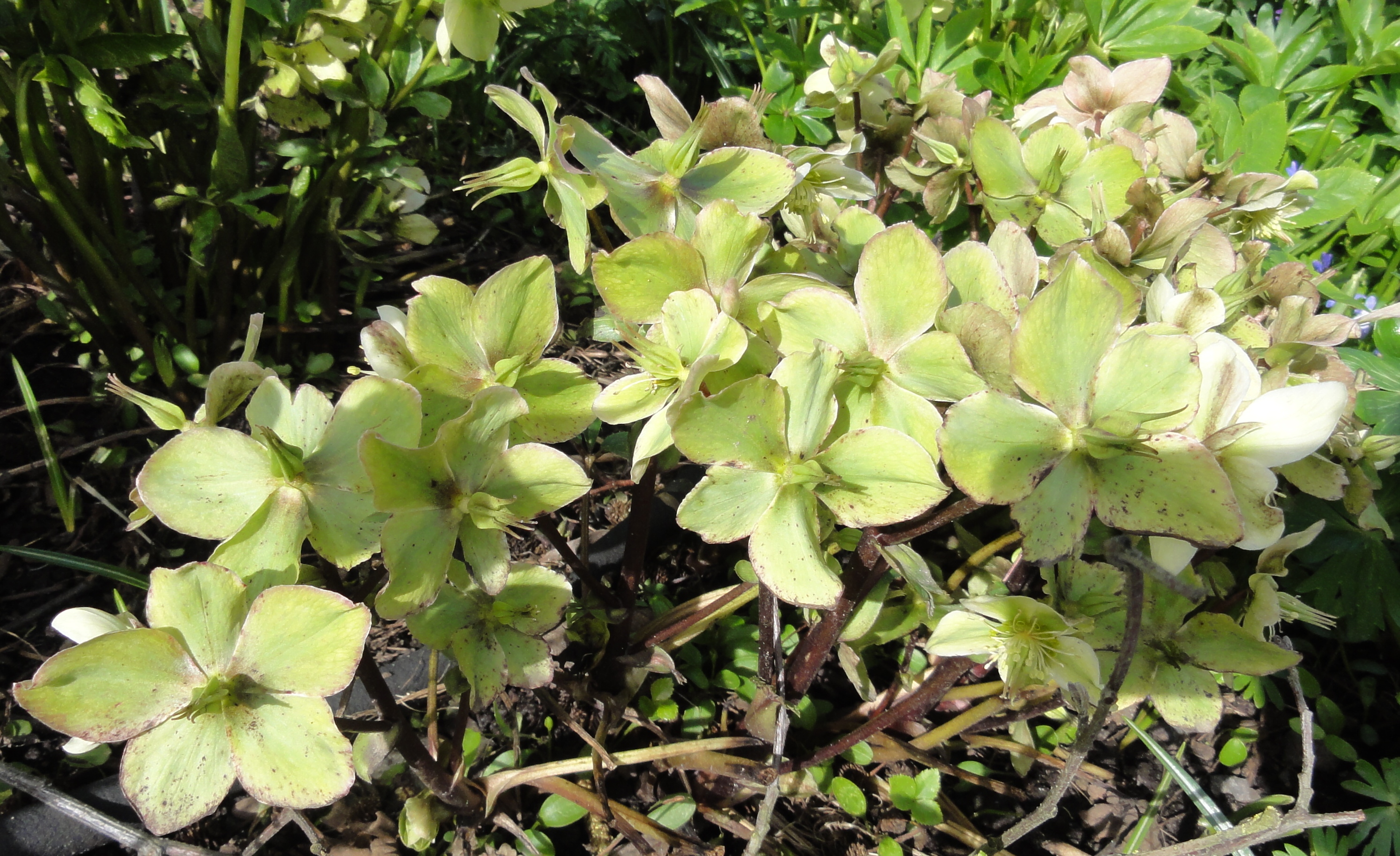 Image shows several of the flowers growing together. They are a pale green.