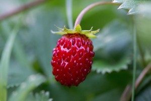 Image shows a ripe red wild strawberry, which is smaller and more rounded than the cultivated variety.
