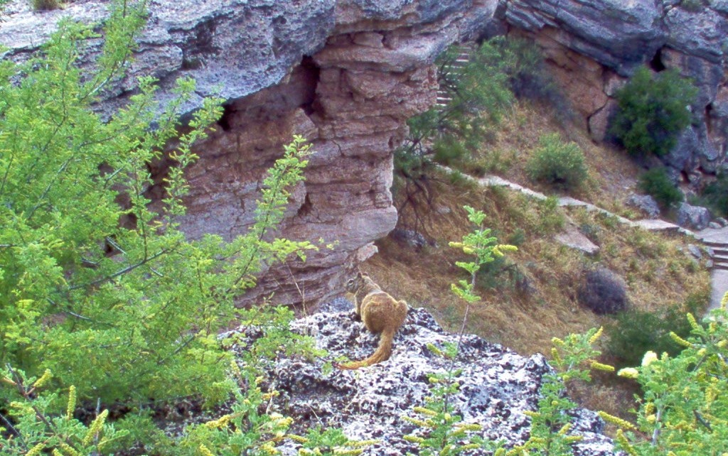 Image shows a small reddish-brown ground squirrel or chipmunk lying on the edge of a limestone cliff, overlooking the rim of Montezuma Well. Its head is turned toward the left. Beyond it is a rugged limestone cliff, and below can be seen portions of the trail that leads down into the Well.