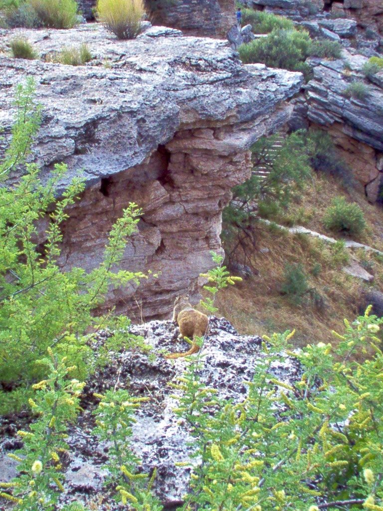 A zoomed-out view. The mystery metazoan is now looking forward. In front of it, there is a jutting cliff that looks like the prow of a ship. The limestone has tiny caves in it just under the rim. The top is gray, shading to light brown down the cliff. Beyond it, a jumble of broken-off limestone is visible slumping into the Well.