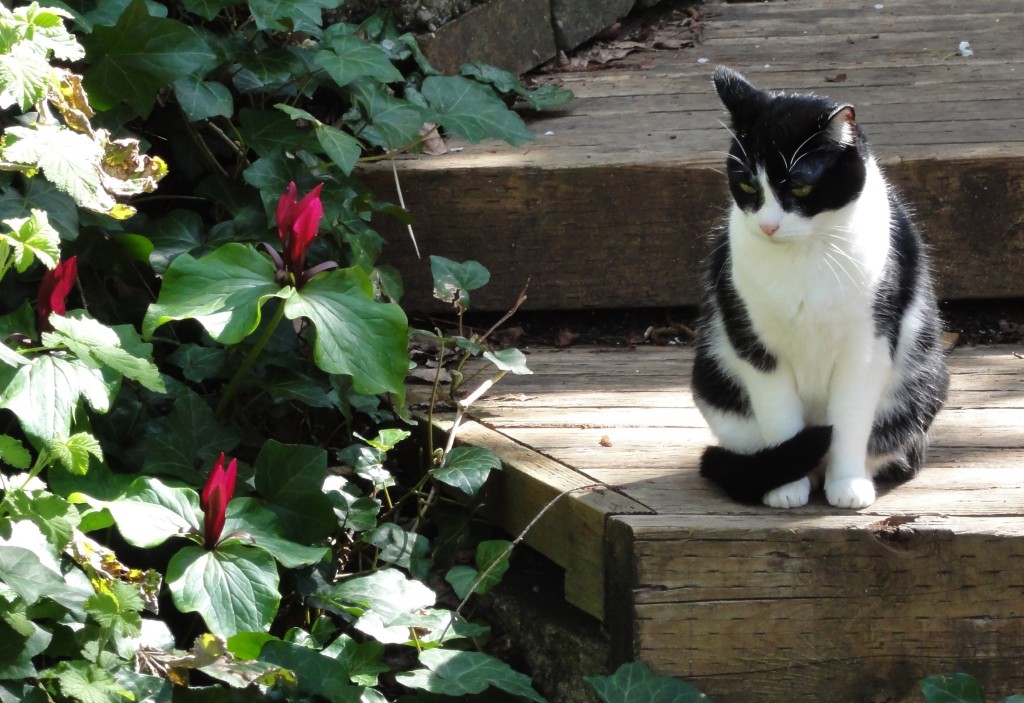 Image shows Boo, a cat with a white face and belly, with black and white spots and a black mask, sitting on a wooden step beside some plants with large green leaves and tall red bracts.
