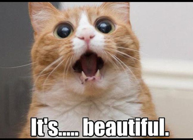 Image shows an orange and white kitty with wide eyes and an open mouth, looking up towards the top of the photo. Caption says, "It's... beautiful."