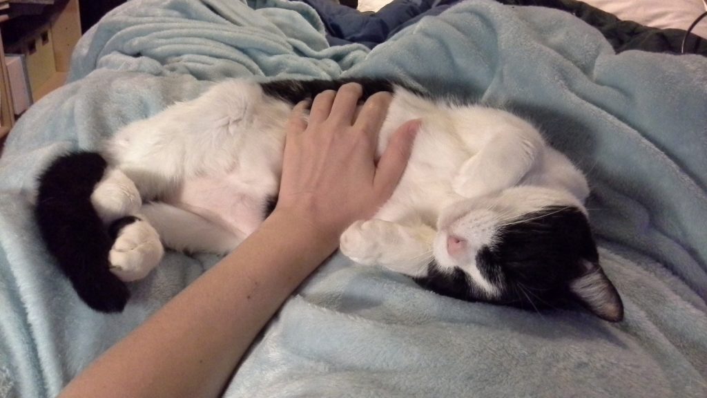 Image shows Boo, a kitty with a white belly and a black mask and splotches, lying on her back while I rub her tummy.