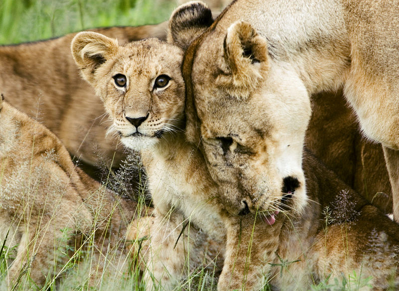Image shows a young, rangy cub standing in grass, looking towards the camera. Its mother is nuzzling it, in the midst of washing it. She looks rather sad.