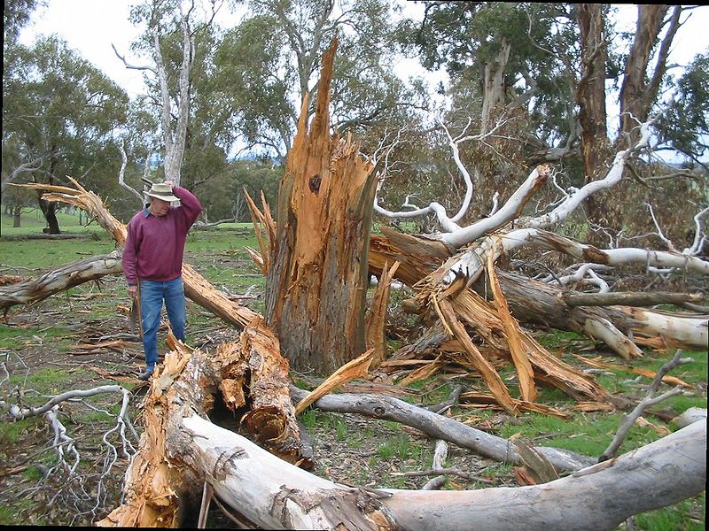 Image shows a man wearing a maroon jacket and blue jeans standing with one hand holding his tan Aussie-style hat in consternation. He's standing in the wreckage of an enormous eucalyptus tree that is now a splintered stump and scattered limbs. The stump is taller than he is and too big around for him to be able to hug.