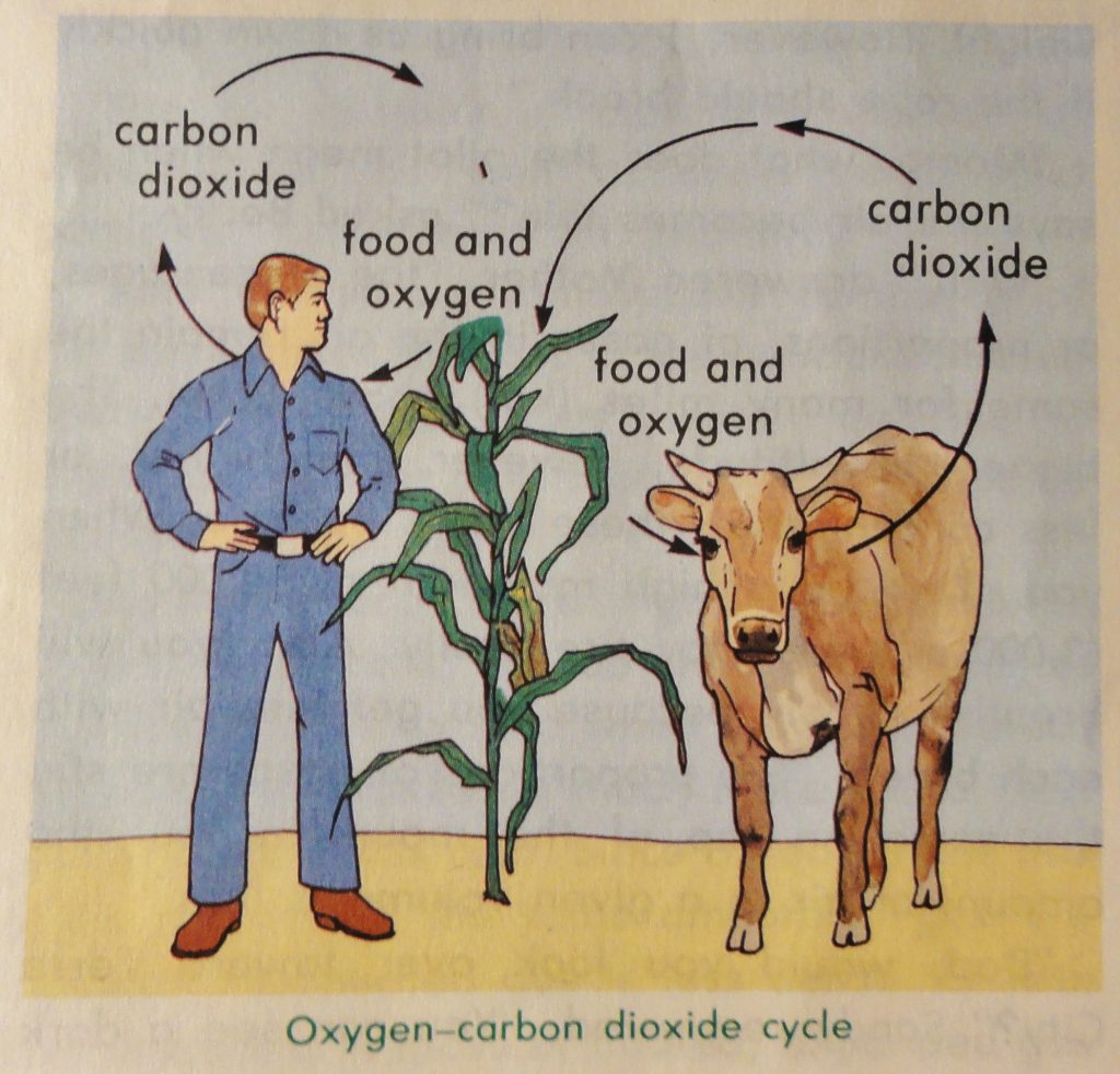 Imae shows a man in blue coveralls standing beside a cornstalk. A cow is on the other side of the stalk. A circle of arrows goes from the corn to the man and back. By the corn, it's labeled "food and oxygen." By the man, it's labeled "Carbon dioxide." Another circle of arrows does the same for the cow and corn.