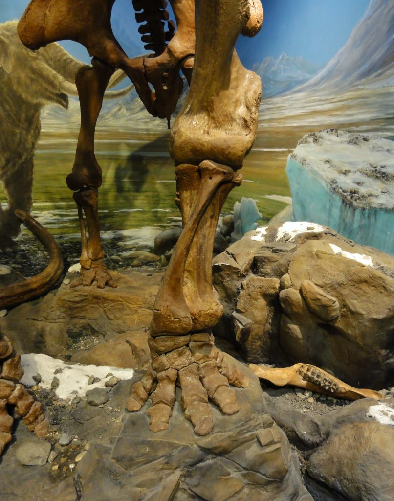 Image shows a mastodon skeleton's leg. It's standing on rocky ground, beside a tan boulder almost its own color. There is a bit of blue-white glacial ice in the background.