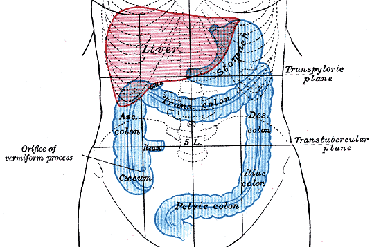 digestive system illustration grays anatomy Gray1223