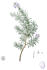 rosmarinus-officinalis-botanical-drawing-by-francisco-manuel-blanco