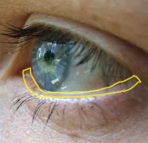 a blue eye with its lower waterline outlined in yellow
