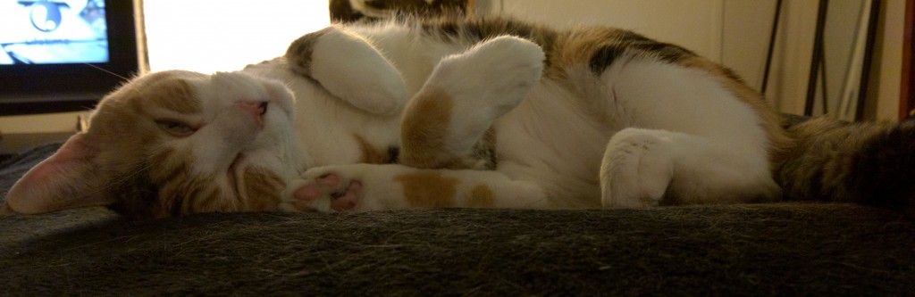 a calico cat lying on her side with her paws curled