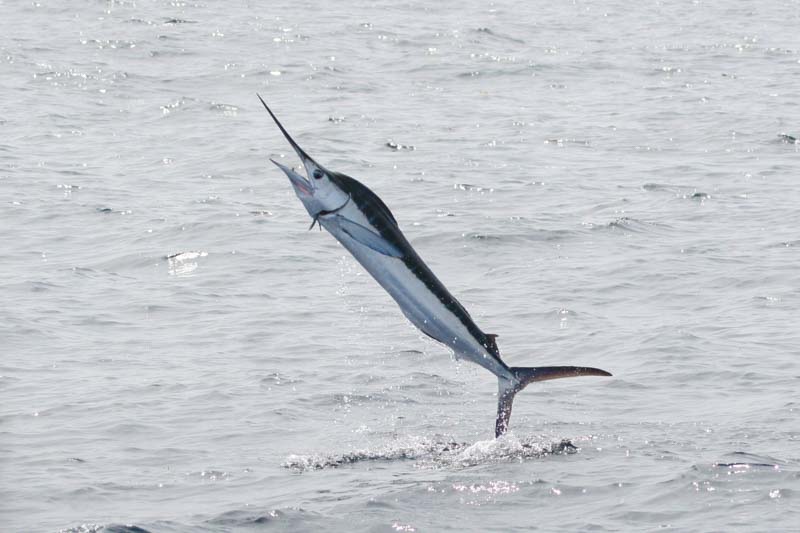 White Marlin jumping out of the ocean.