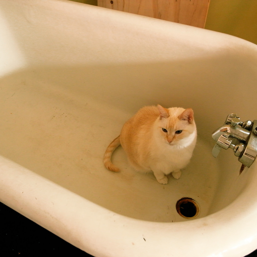 cat in a bathtub photo