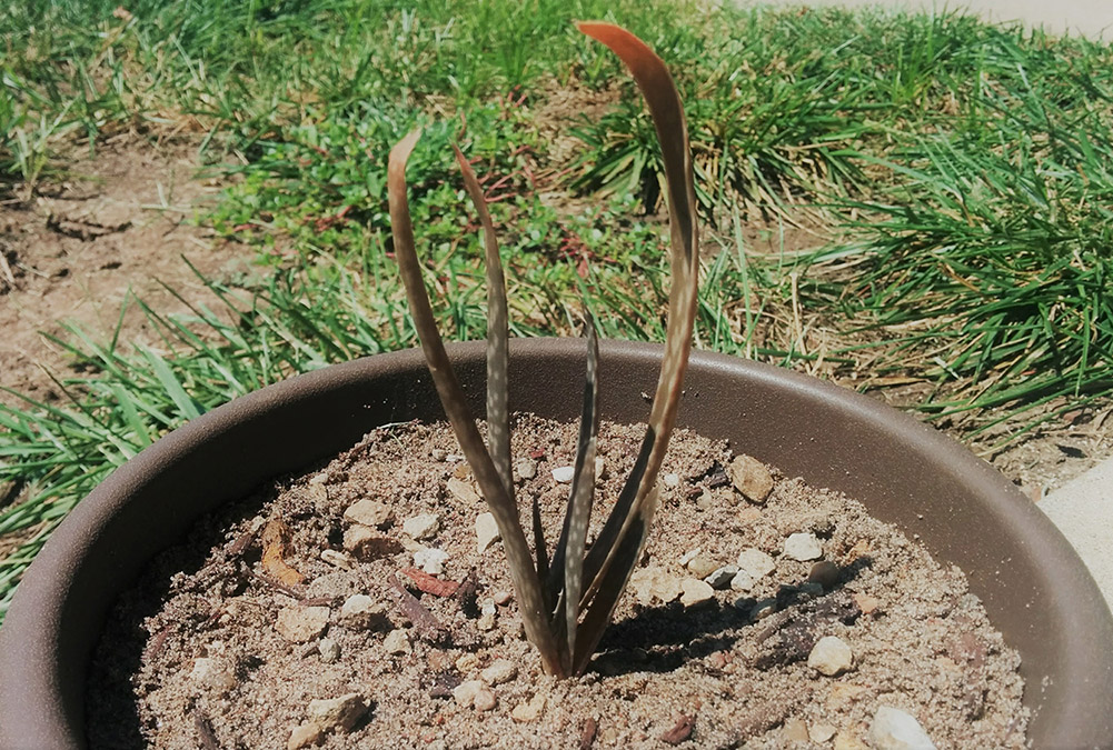 A small, dry aloe vera plant in a brown pot with sandy mixture, grass in the background