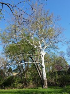 A large sycamore tree in the spring before it has leaves. There are additional trees and bushes in the background.