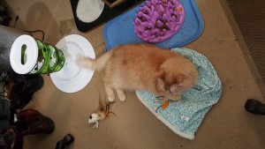 A tan colored cat sits on a blue fabric bag.