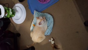 A cream colored cat sits upon a blue fabric bag.
