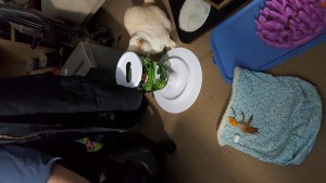 Cream colored cat, batting into a green upright cat feeder with a white base
