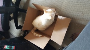 Cream colored cat sitting inside of a cardboard box