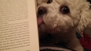 Picture of a small, fluffy, white dog licking the side of an open book. He's very cute indeed.