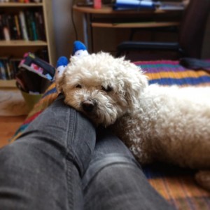 Photo of a small dog- a bichon frise- lying on a person's legs. 